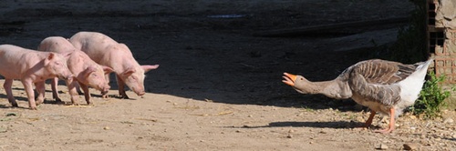une oie et des cochons