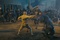 noah ringer en plein combat