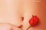Affiche du film American Beauty