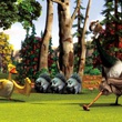 des oiseaux