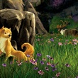 un loup chassant