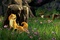 un loup chassant