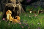 un loup chassant