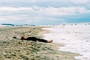 mrina hands  a la plage