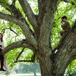 audrey-dana-dans-les-arbres-jpg