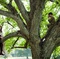 audrey-dana-dans-les-arbres-jpg - Ces amours là 