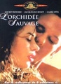 L'orchidée sauvage