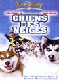 Chiens des neiges