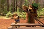 Yogi dans la forêt