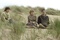 keira knightley carey mulligan andrew garfield