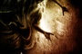 Griffes Affiche 4
