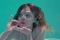 Elle Fanning fait semblant de boire dans la piscine