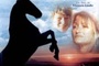 Affiche du film Les Chevaux De La Tourmente