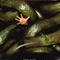 Affiche du film Anacondas 2 - Anacondas 2 