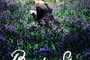 Affiche du film Bright star
