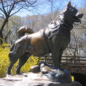 Balto n'a qu'à bien se tenir!