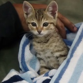 Keanu : le film où Keanu, (le chaton le plus mignon du monde) est doublé par Keanu (le Reeves le plus mignon du monde...)