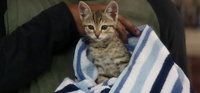 Keanu : le film où Keanu, (le chaton le plus mignon du monde) est doublé par Keanu (le Reeves le plus mignon du monde...)