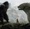  King Kong Vs Godzilla, Godzilla 2, Kong : Skull Island : alors qui est le plus fort ?