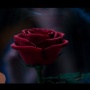 Emma Watson dans le teaser de La Belle et la Bête ! (version française)