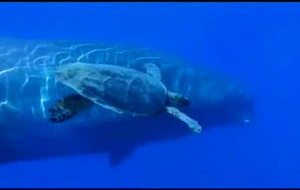 Voyage sous les mers 3D  Bande annonce 1 du film Voyage sous les mers 3D