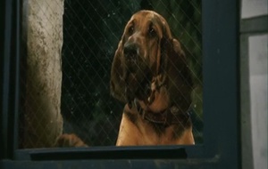 Comme chiens et chats - La revanche de Kitty Galore  Bande annonce 1