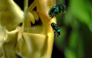 Pollen  Bande annonce 1 VF