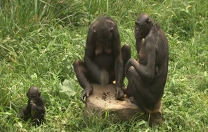 Bonobos   Bande annonce 1 VF