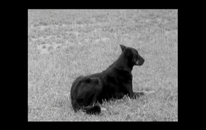 Les nouveaux chiens de garde  Bande Annonce