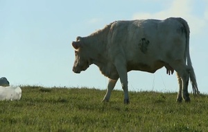 Bovines  Bande annonce 