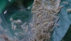 Bande Annonce 1 VO
