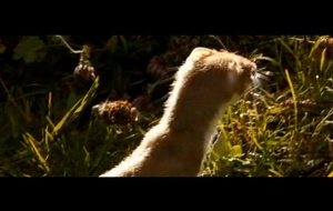 Le Renard et l'enfant  La bande annonce du film Le Renard et l'enfant