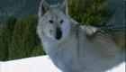 La bande annonce du film La Jeune fille et les loups