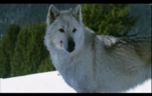 La Jeune fille et les loups  La bande annonce du film La Jeune fille et les loups