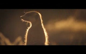 La Famille Suricate  La bande annonce du film La Famille Suricate