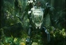 Commentaires de James Cameron