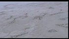 La bande annonce du film Les Ailes pourpres : le mystère des flamants
