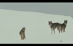 AO, le dernier Néandertal  Bande annonce 1